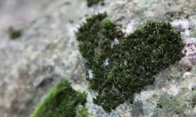 L'Associació Cen, Associació per a la Conservació dels Ecosistemes Naturals (imatge: assoc_cen.com)