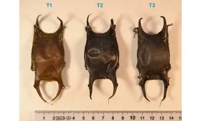 Graëllsia, Submón, L'Elasmogrup i l'Associció Ondine amb "Ous de rajada"