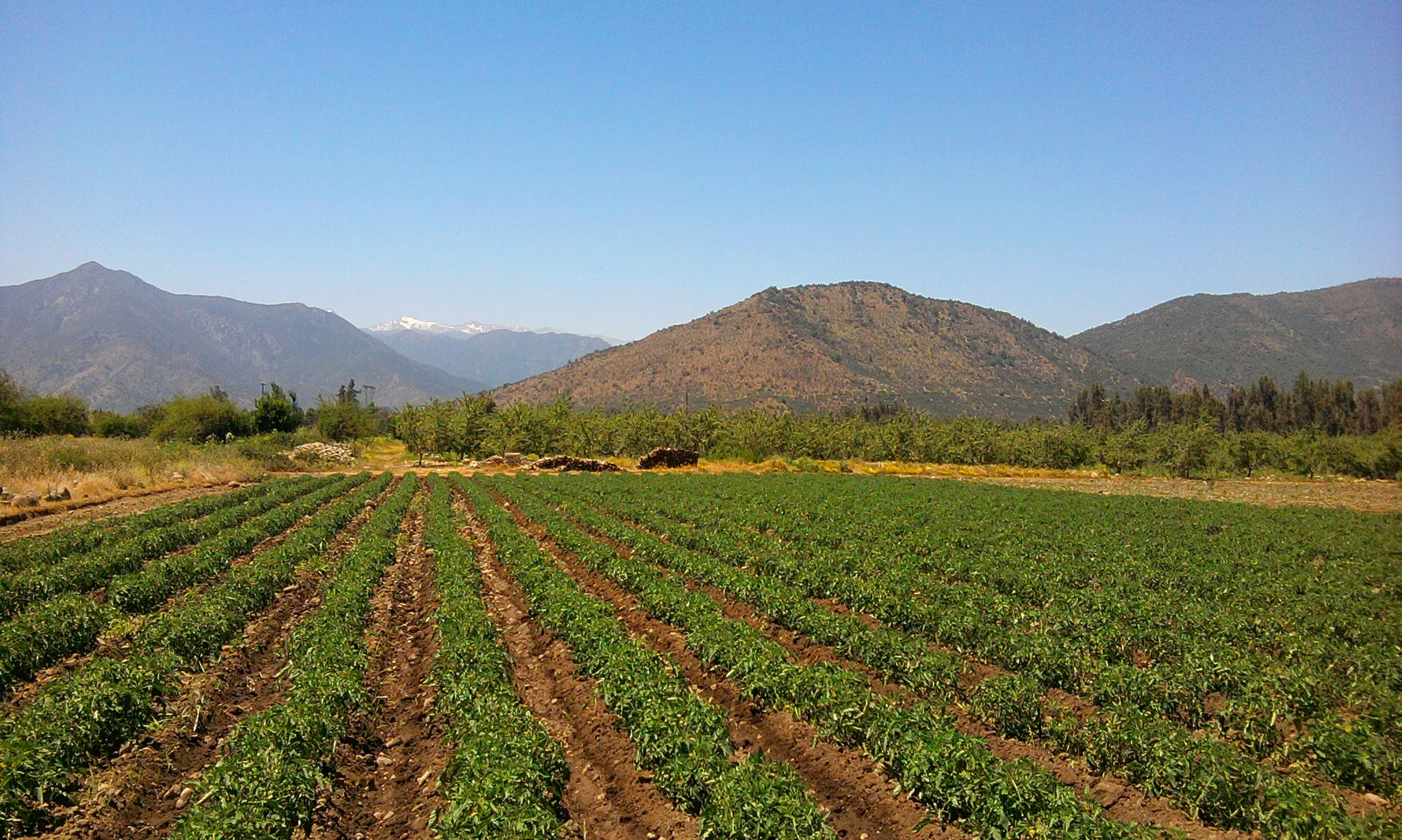 Camp de tomàquets.