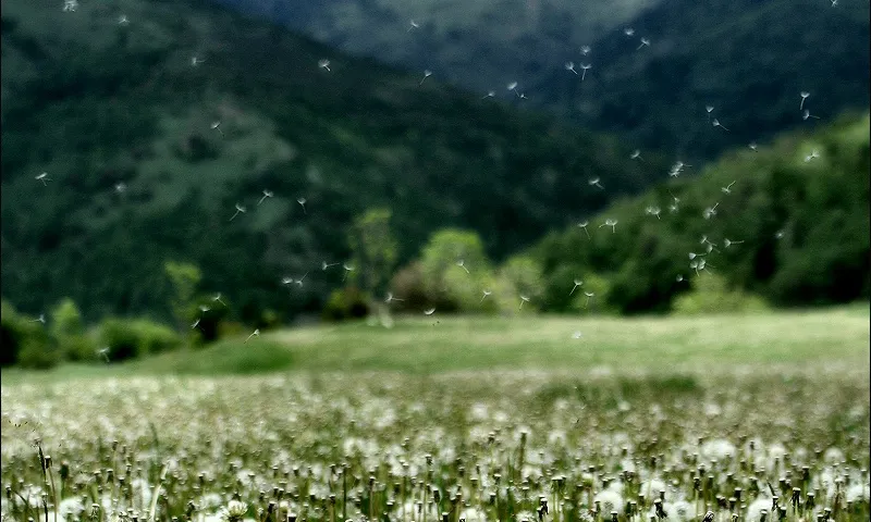 (imatge: flickr, Ferran Jordà)