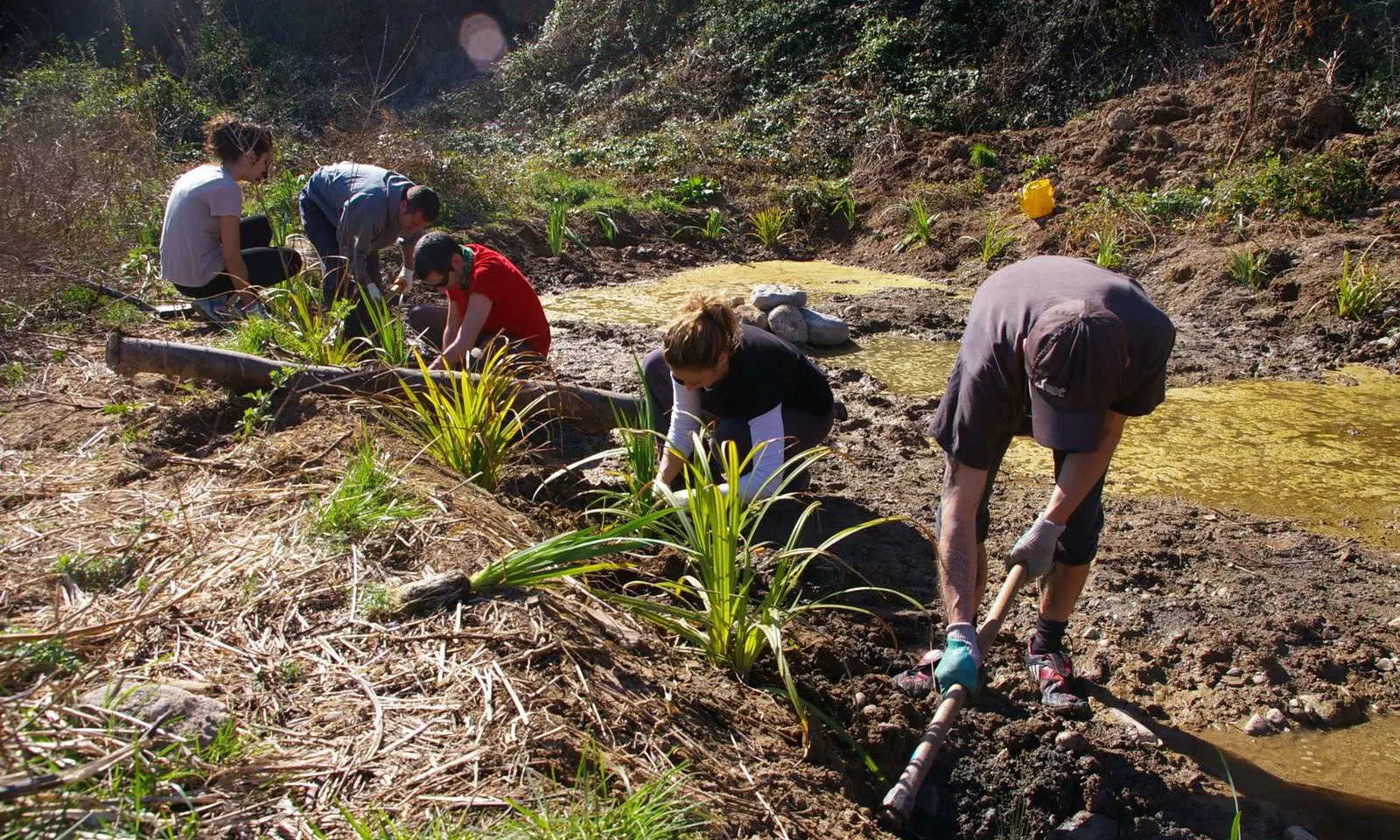 Voluntaris ambientals fent tasques de reforestació