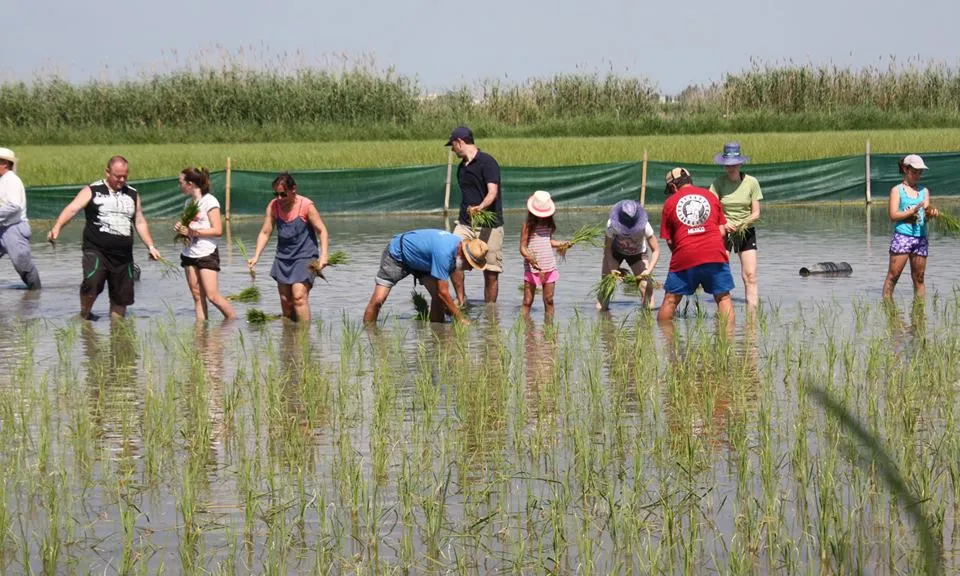 La reserva de Riet Vell, de Seo Bird Life (imatge: rietvell)
