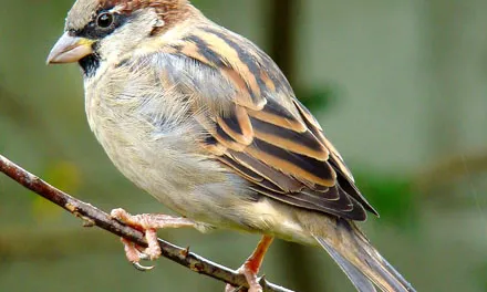 Pardal (foto pàgina petmag.com.br)