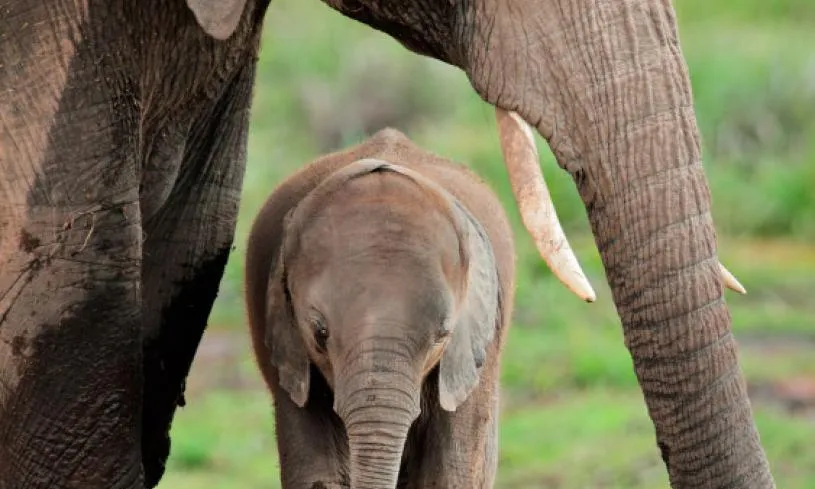 Moltes espècies estan protegides per lleis estatals i internacionals perquè estan en perill d'extinció. L'assasinat o la captura d'aquetes espècies és un acte il·legal. (imatge: wildfor.life)   