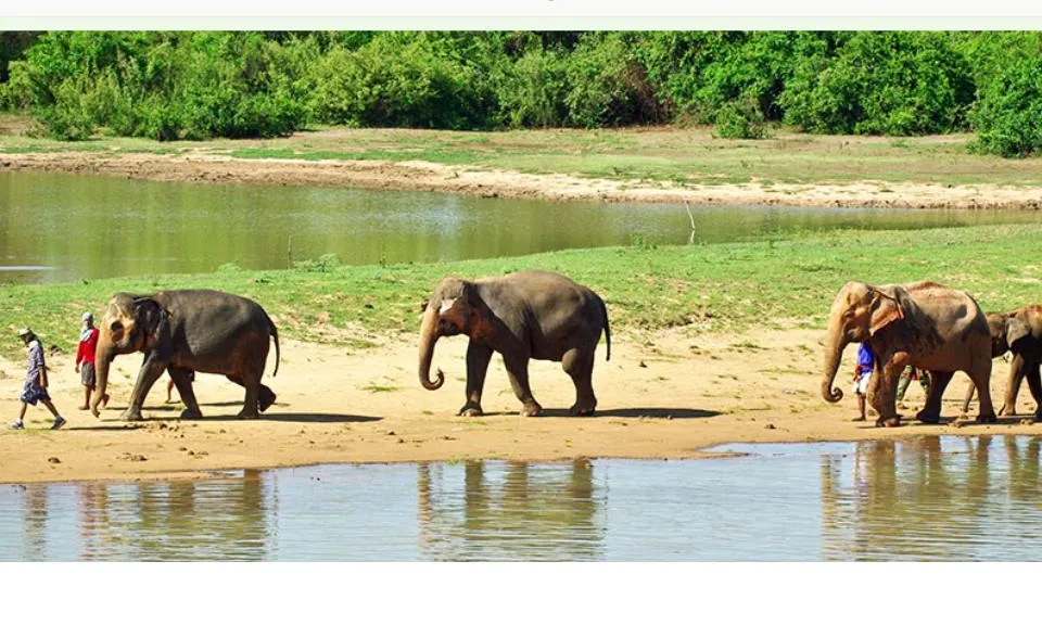 El blog El caballo de Nietzsche recull l'experiència de voluntariat amb elefants de Sara Hernández (imatge:elephantnaturepark.org) 