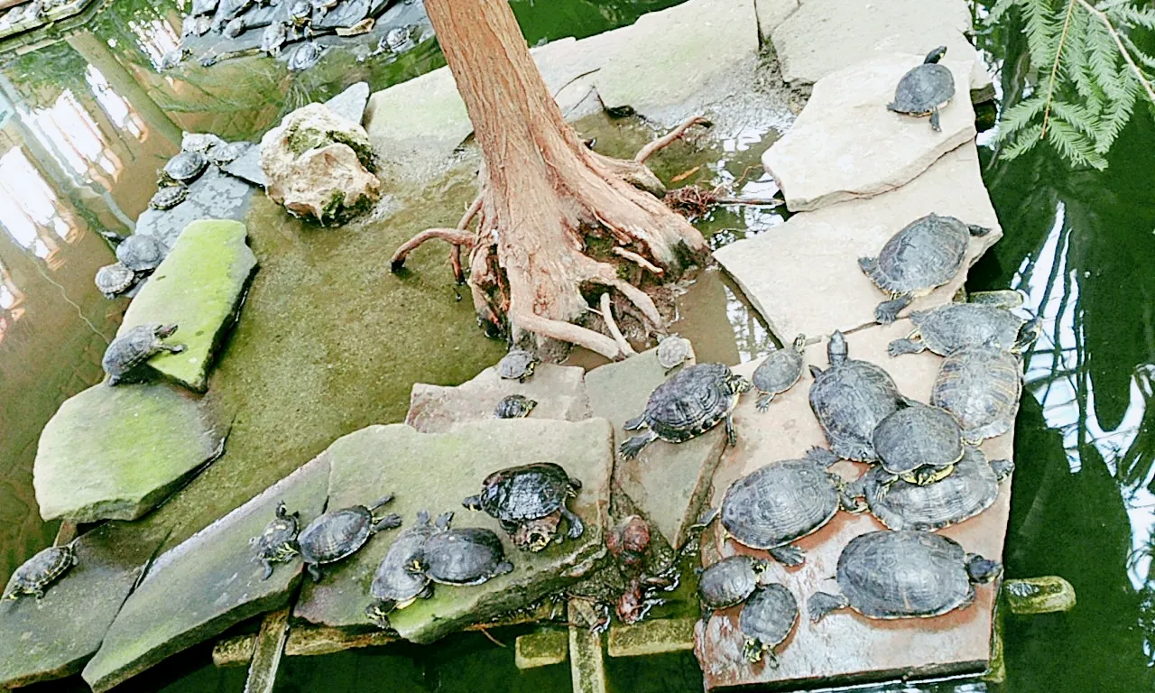 Tortugues de florida abandonades a un estany artificial (Atocha)