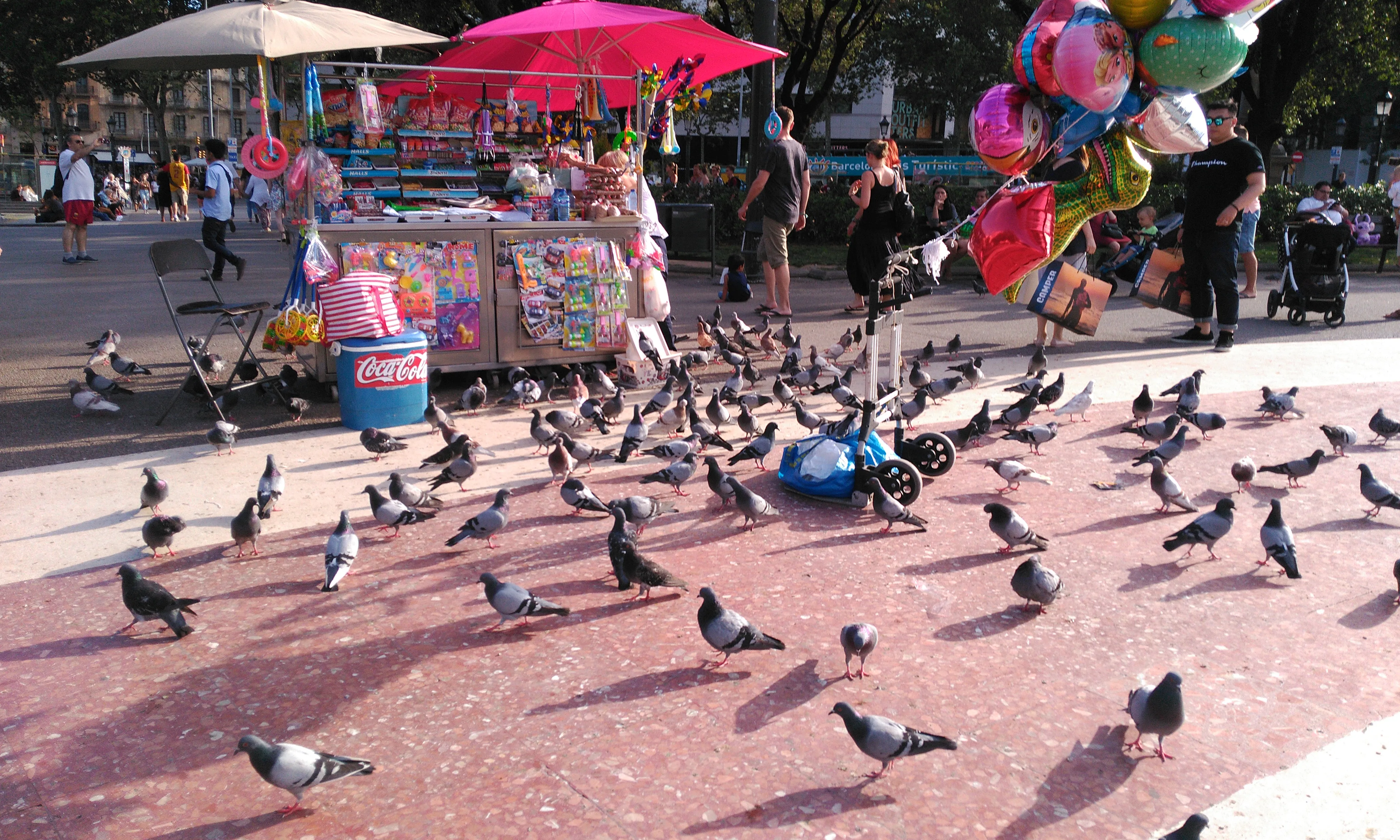 Coloms a la Plaça Catalunya, Barcelona