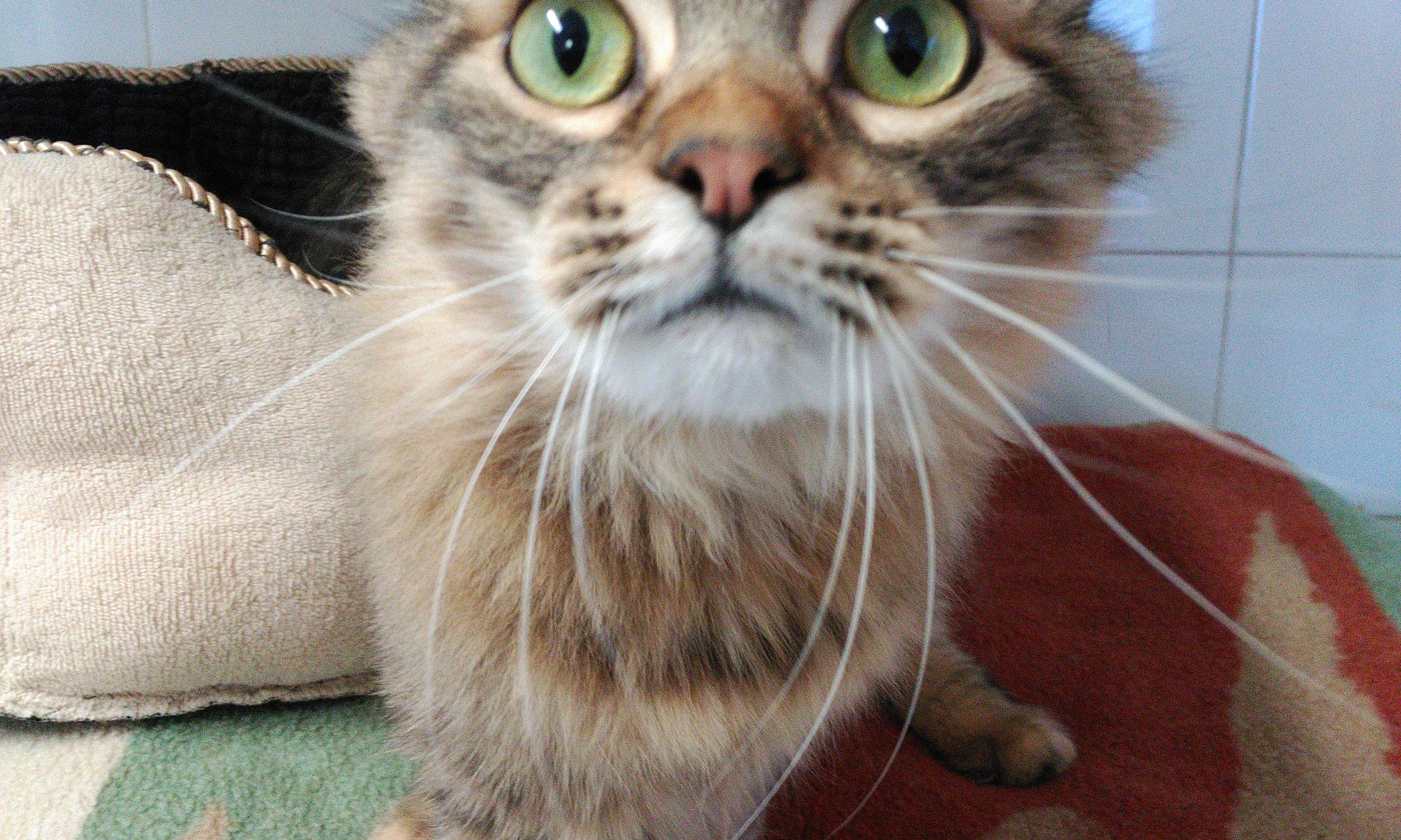 gat per adoptar al CAACB