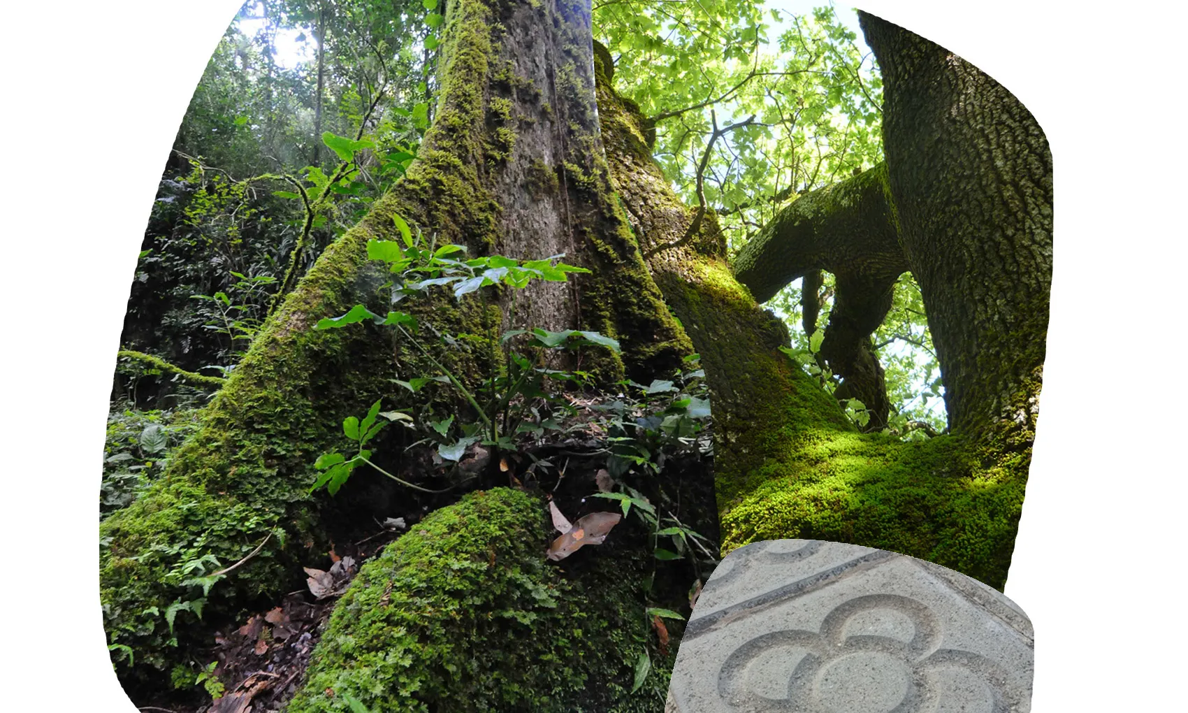 Compensa Natura és un programa amb el que les empreses poden col·laborar en la protecció dels boscos madurs amb l'entitat Accionatura (imatge: accionatura.org)