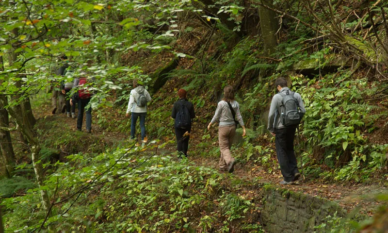 Trekking als boscos casentinesos, a l'Apení de l'Emilia Romagna (imatge:  Parco Foreste Casentinesi)