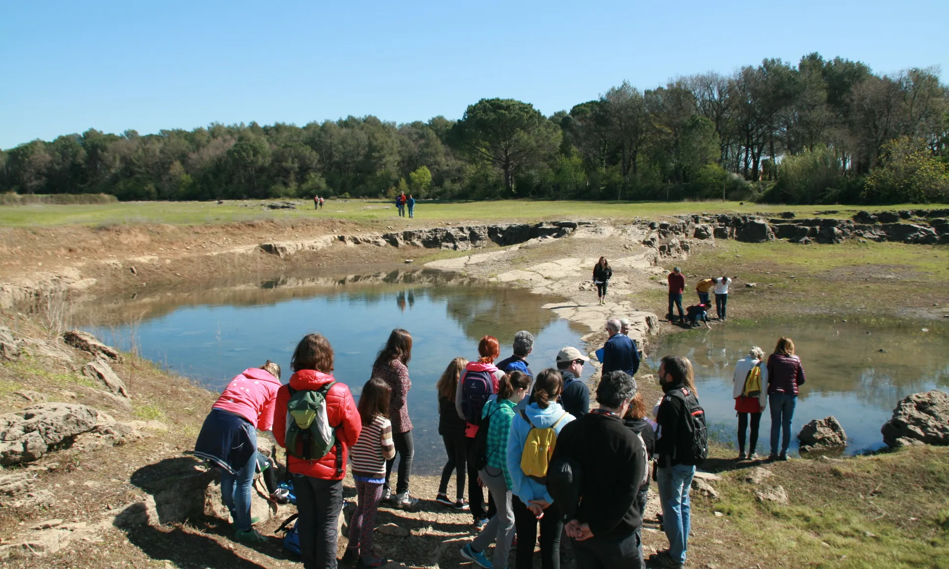 La notícia de l'eclosió dels triops desperta molt interès (imatge: limnos.org)