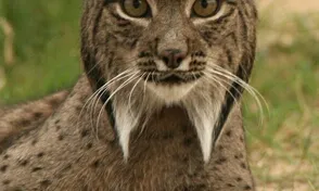 El linx ibèric (Linx pardinus) és el felí més amenaçat del planeta, (imatge: Programa de Conservación Ex-situ del Lince Ibérico www.lynxexsitu.es)