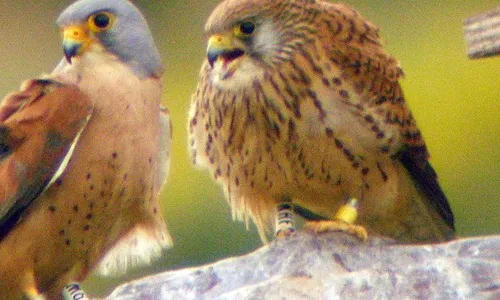 El xoriguer petit (Falco naumanni)  és un petit falcó que es va extingir de Catalunya a principis dels anys 80 a causa de la pèrdua d’hàbitats i l’ús indiscriminat d’insecticides al camp.Al 1990 es va reiniciar el projecte de reintroducció, amb el que col