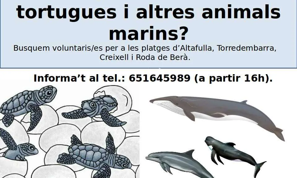 Xarxa de Voluntariat pel seguiment de tortuga babaua l'estiu 