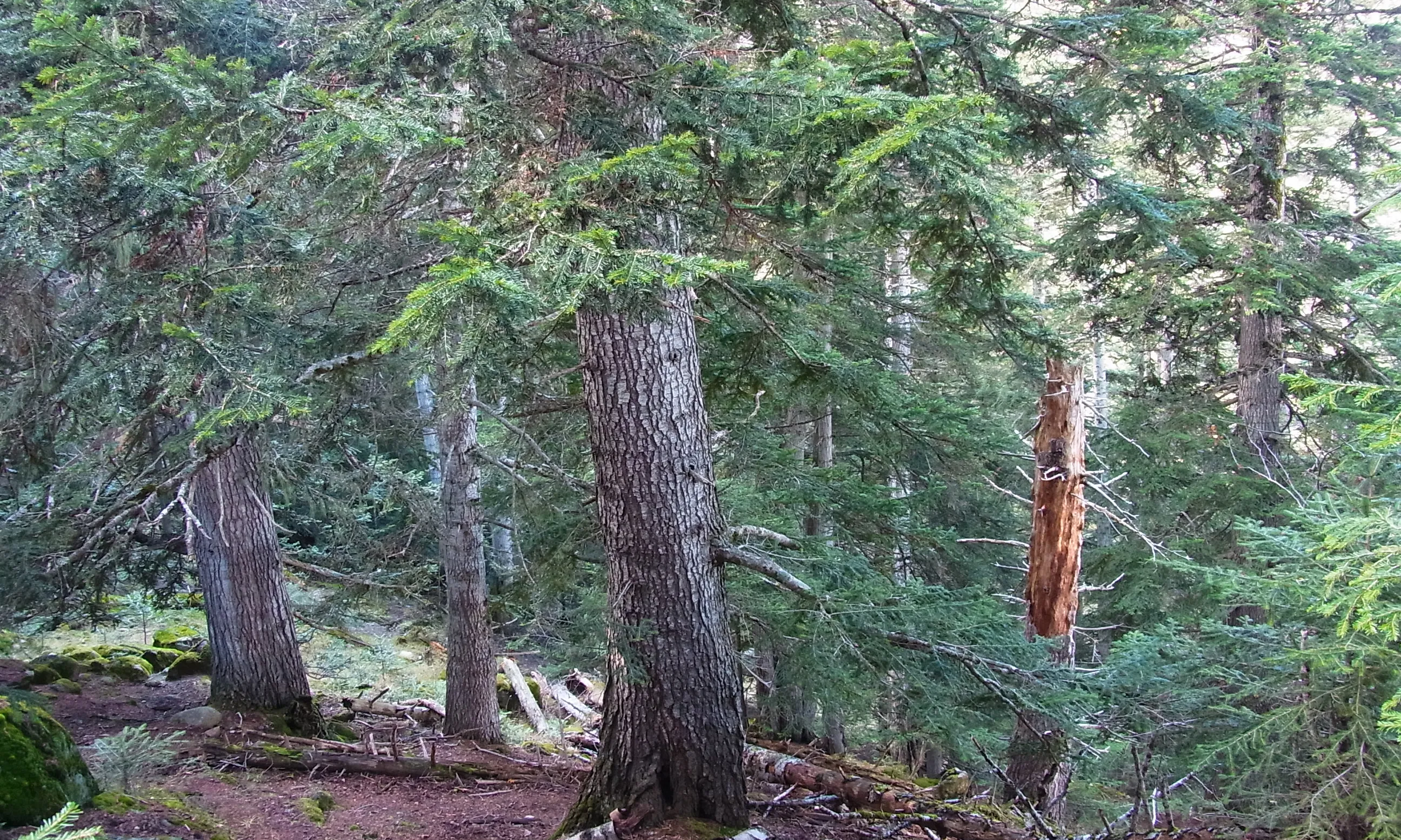 El bosc madur de l'avetosa de Cireres, a l'Alt Àneu, al Pirineu Català.