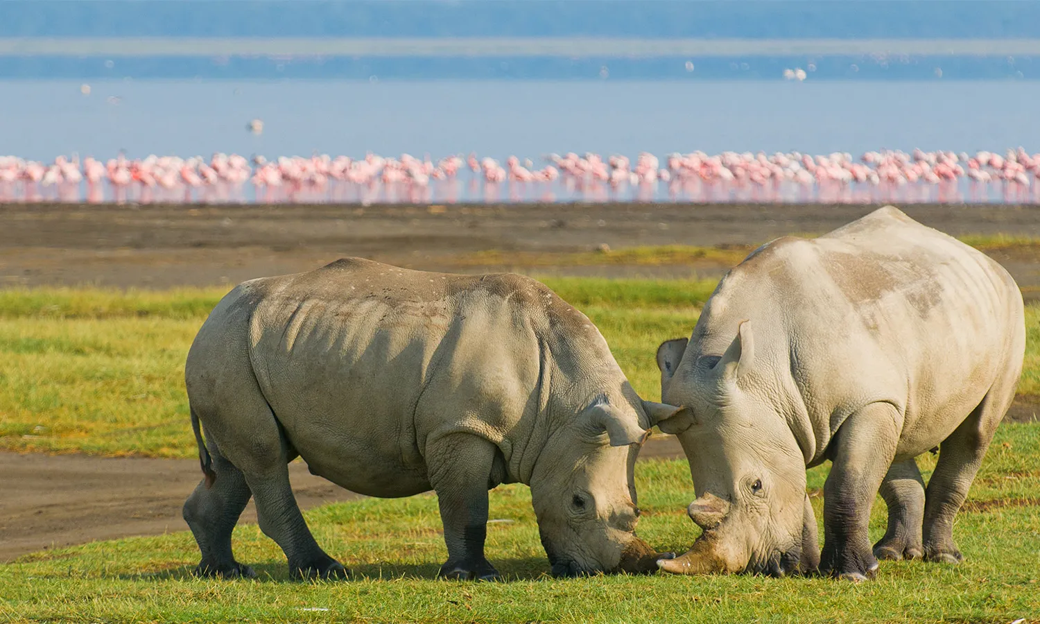 Reserva Nacional Masai Mara a Kènia. 
