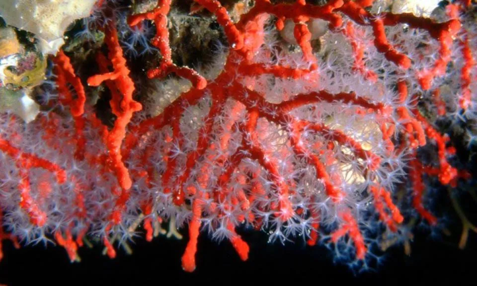 L'associació d'Amics de les Illes Formigues va fer una immersió reivindicativa