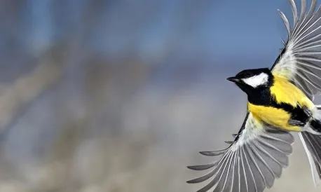 A videos.seo.org es pot gaudir d'un repositori amb més de 150 vídeos d''aus en alta qualitat en llicència creative commons.