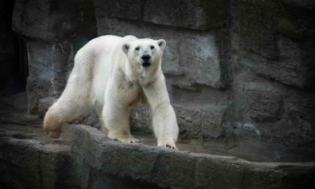 Cap animal no ha d'ésser explotat per divertiment de l'ésser humà. Font: Unsplash.