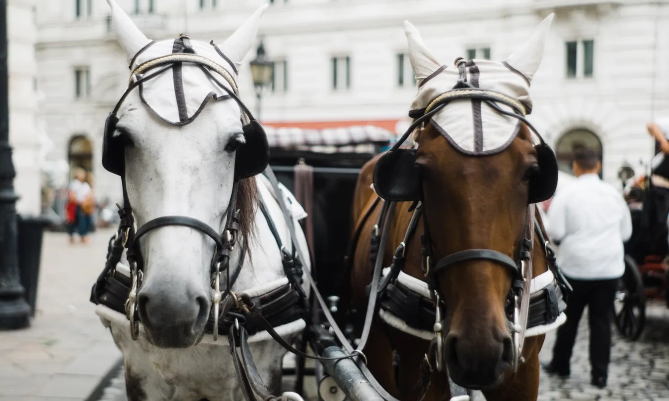 Fa uns anys, ja va morir un cavall als Tres Tombs per esgotament. Font: Unsplash.
