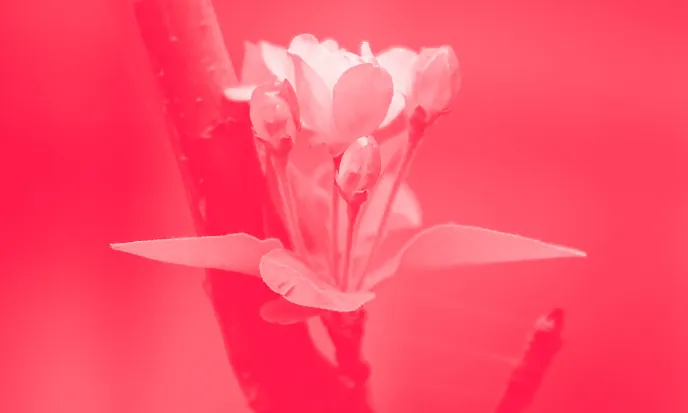 Una flor, imatge de portada de la guia