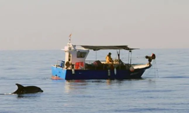 Un dofí segueix un vaixell de pesca