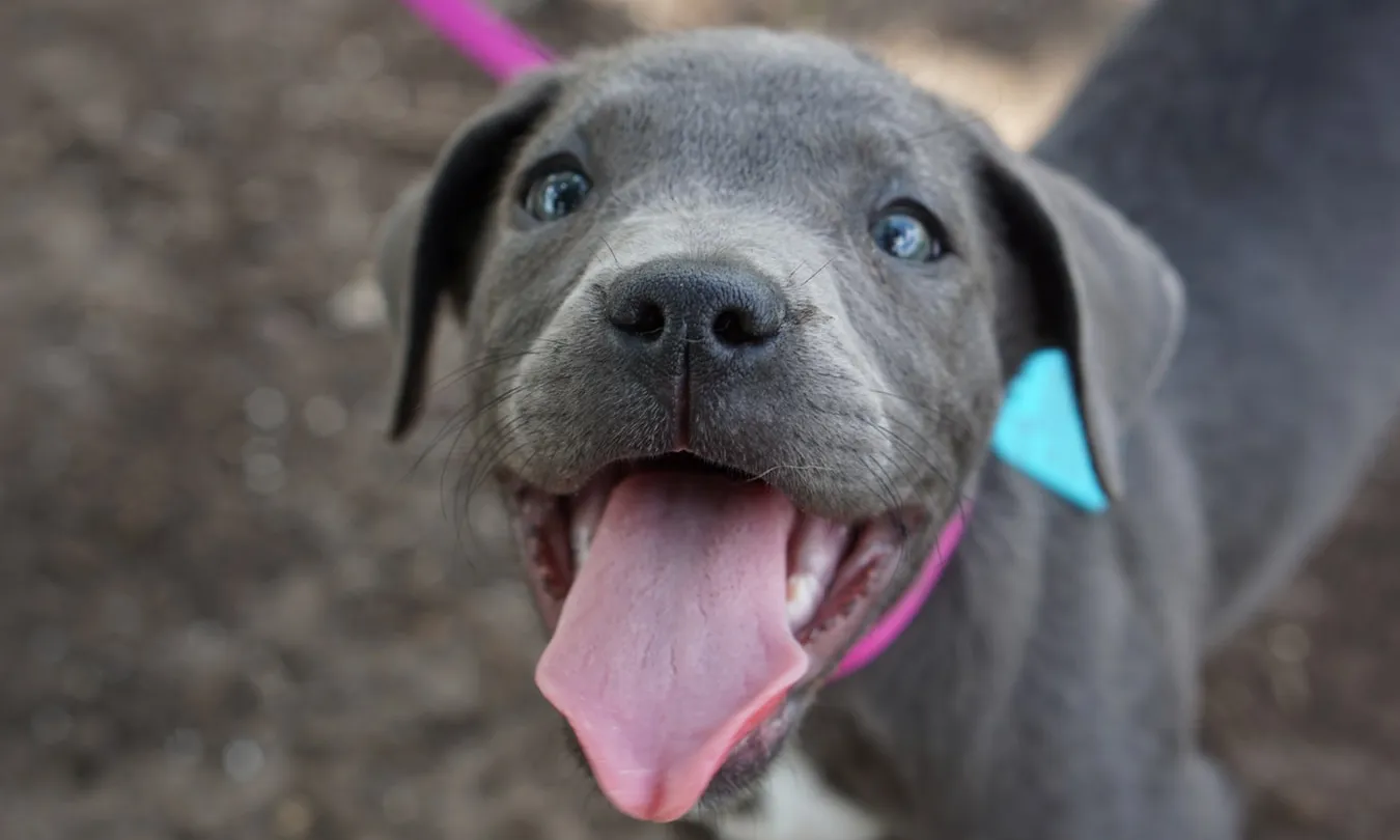 L’objectiu és promoure la tinença responsable i l’adopció d’animals. Font: Unsplash.
