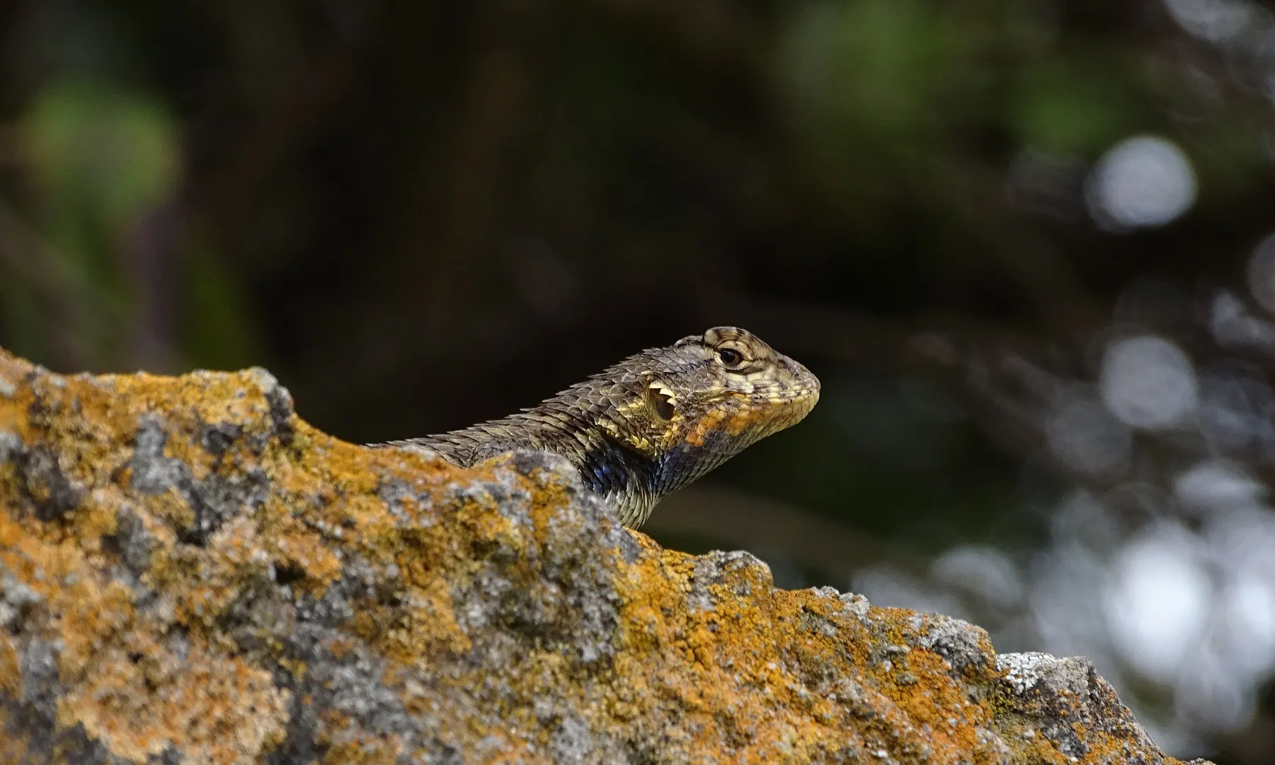 Els canvis als hàbitats afecten tant la flora com la fauna.