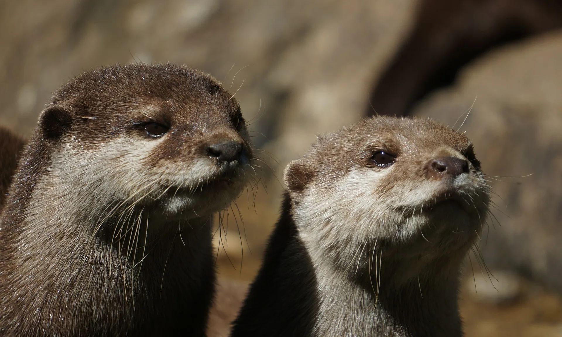 La presència de les llúdrigues demostra la bona qualitat de l'hàbitat a la conca del Besòs.