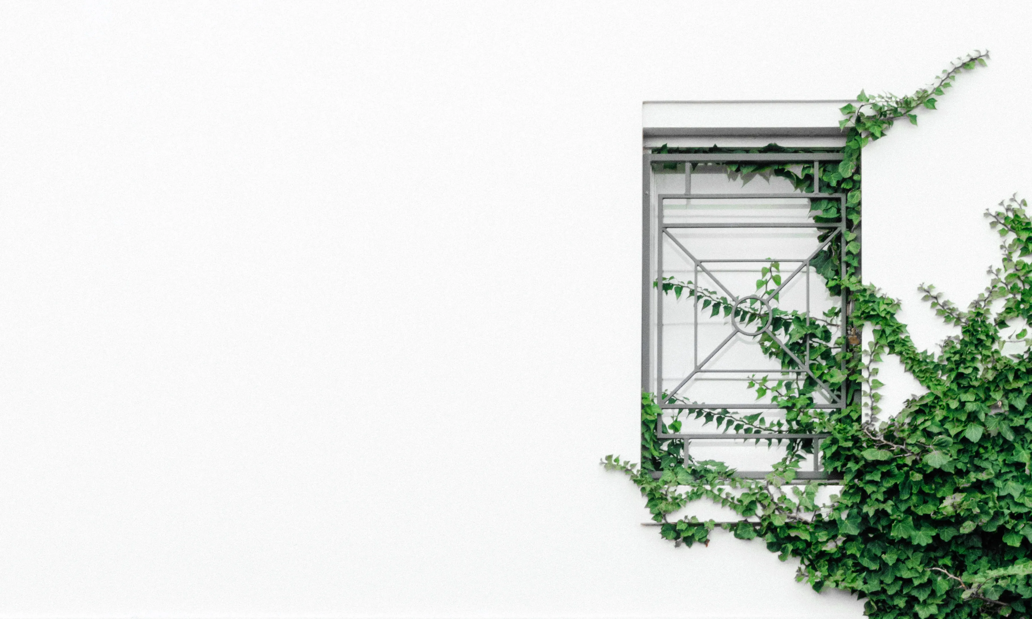 Climbing Plant