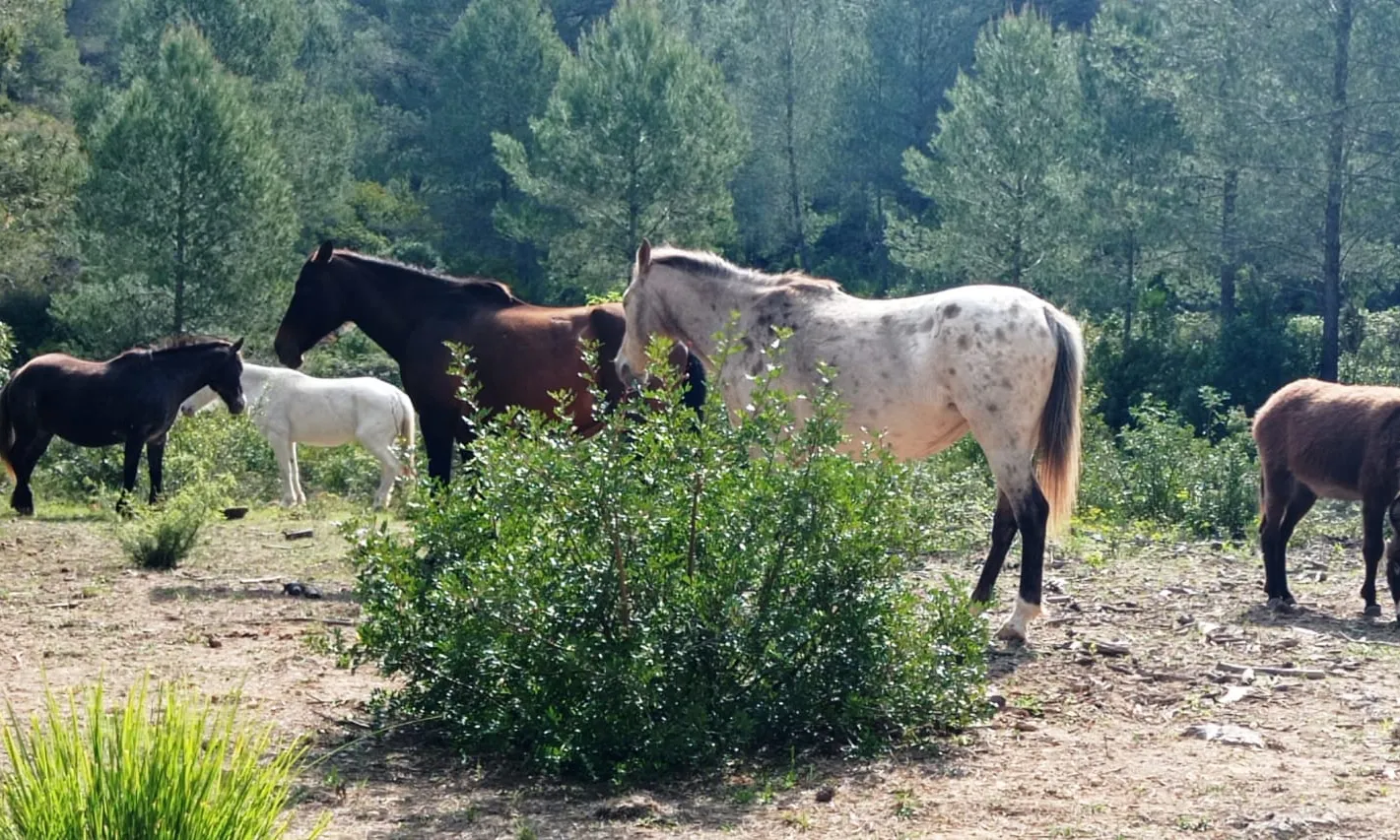 A la Fundació hi viuen més de setanta equins.