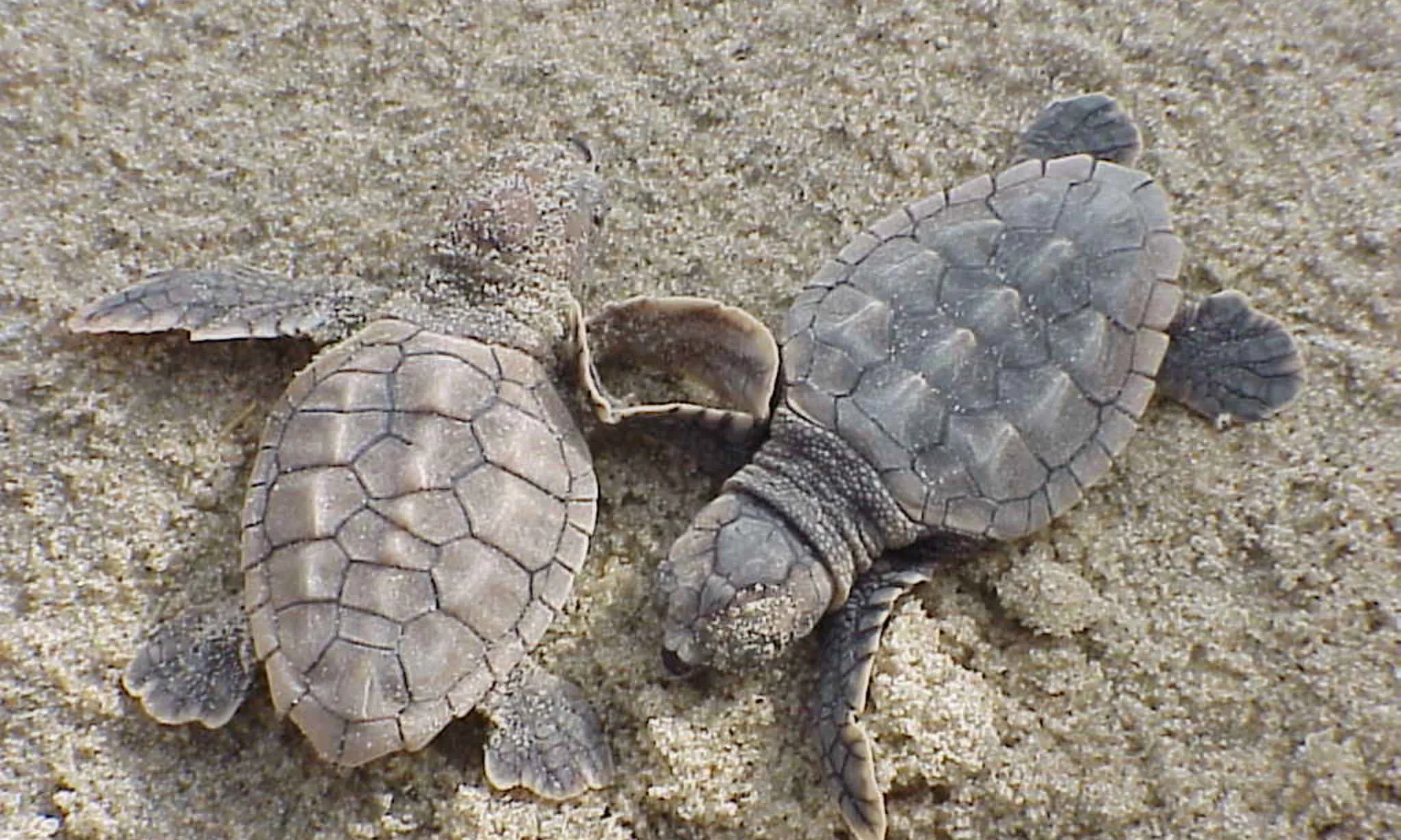 És molt important que les tortuguetes arribin a sortir de l'ou, ja que és una espècie en perill d'extinció.