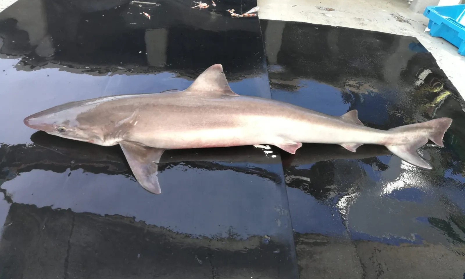 La sobrepesca i les captures accidentals amenacen les poblacions de taurons.