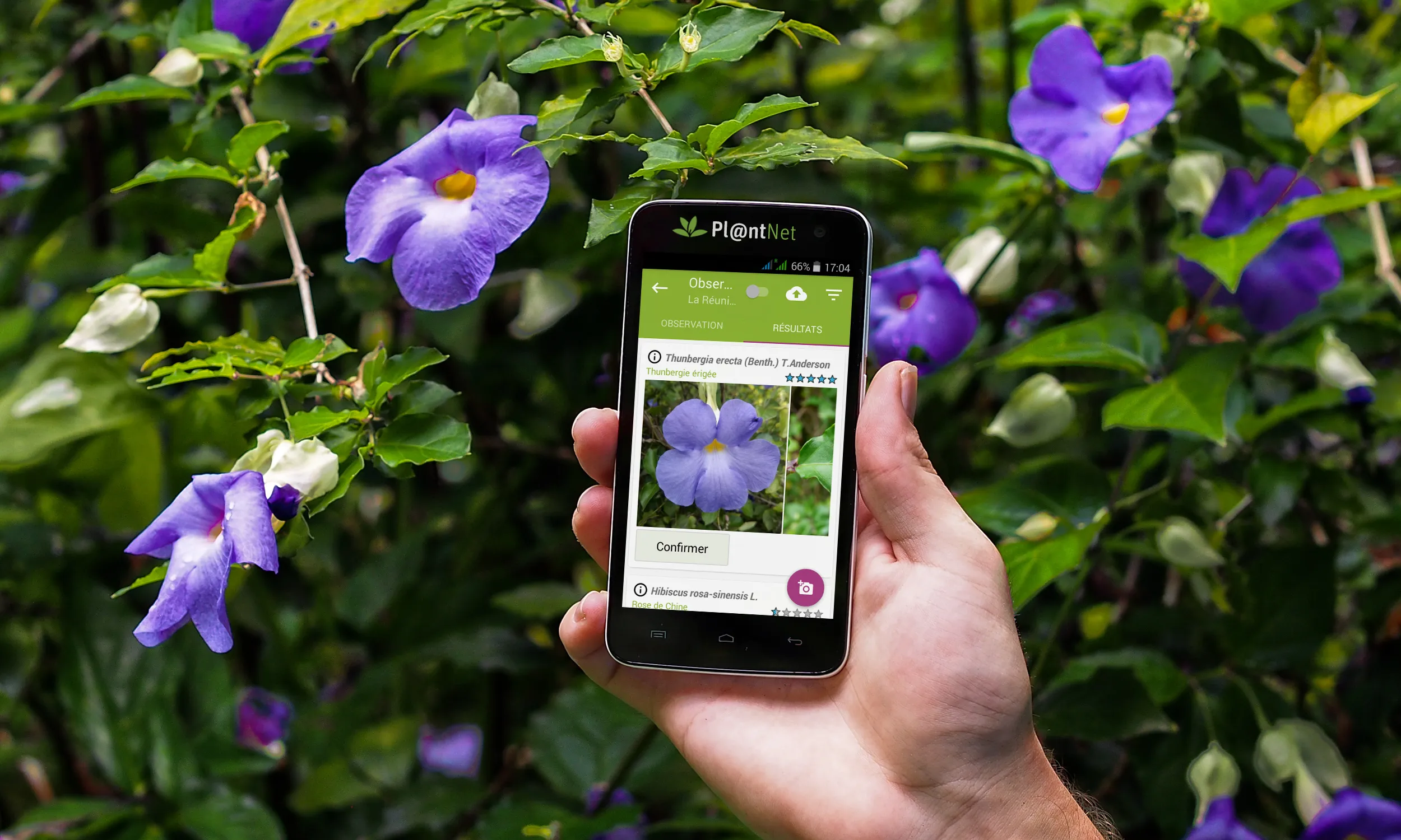 L'aplicació PlantNet identifica plantes a partir de fotografies de manera col·laborativa.