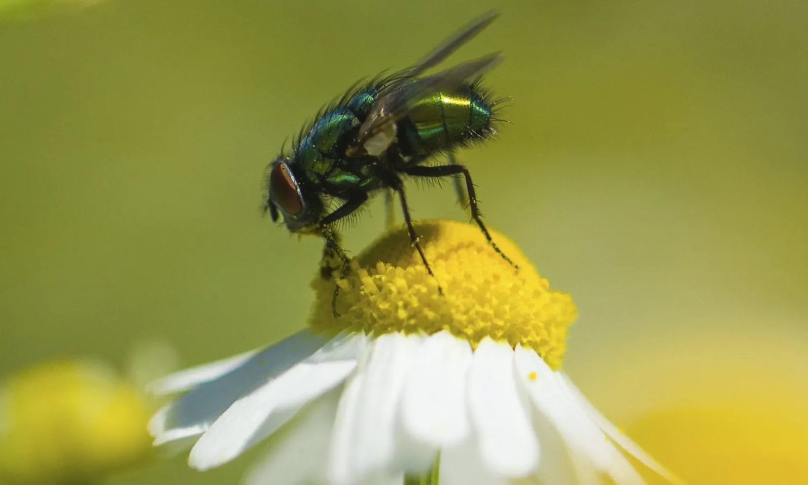 Una de les activitats destacades és la construcció d'un hotel per a insectes, per atraure'n els pol·linitzadors.