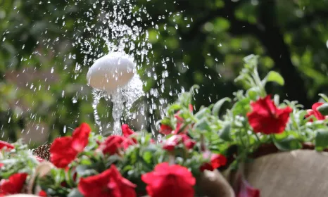 Enguany es recupera la completa normalitat de la celebració de la festa de Corpus, amb les seves emblemàtiques activitats: l'ou com balla i les catifes florals.