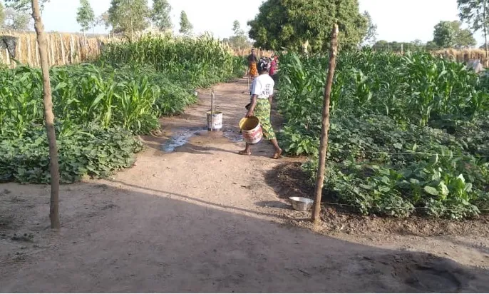 Els horts comunitaris de la cooperativa de dones que Alpicat Solidari ha impulsat a Gàmbia.