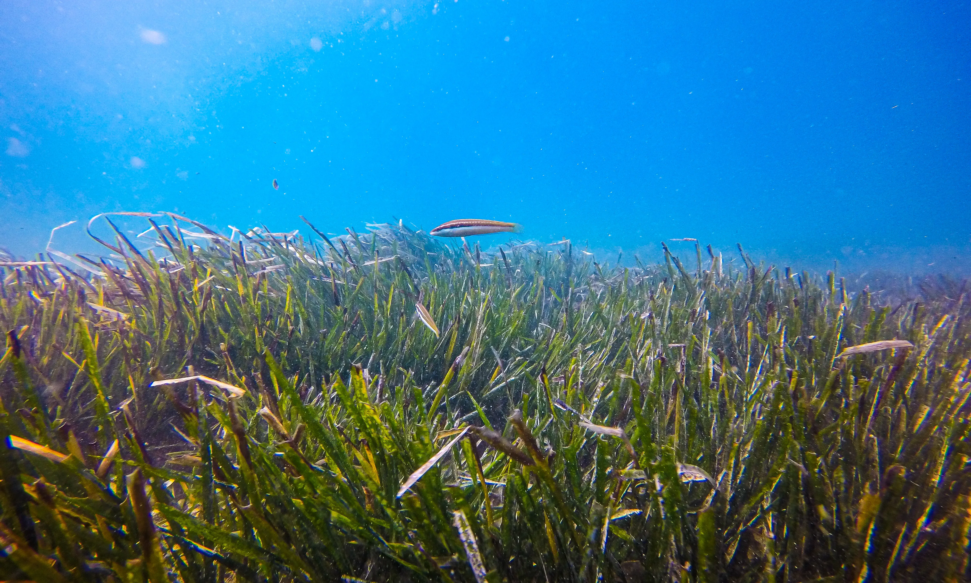 La posidònia oceànica és una espècie de planta marina responsable del 50% de l'oxigenació del litoral català.