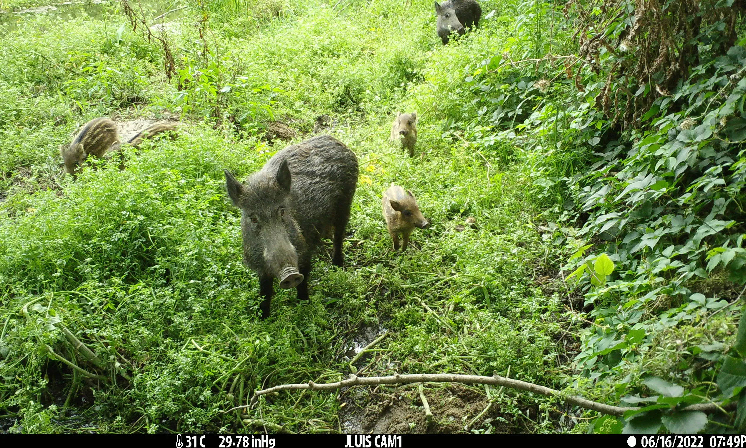 La primera fase del projecte sembla dibuixar el bon retorn de la llúdriga, la presència generalitzada del senglar i la guineu i la presència molt menor de la llebre.