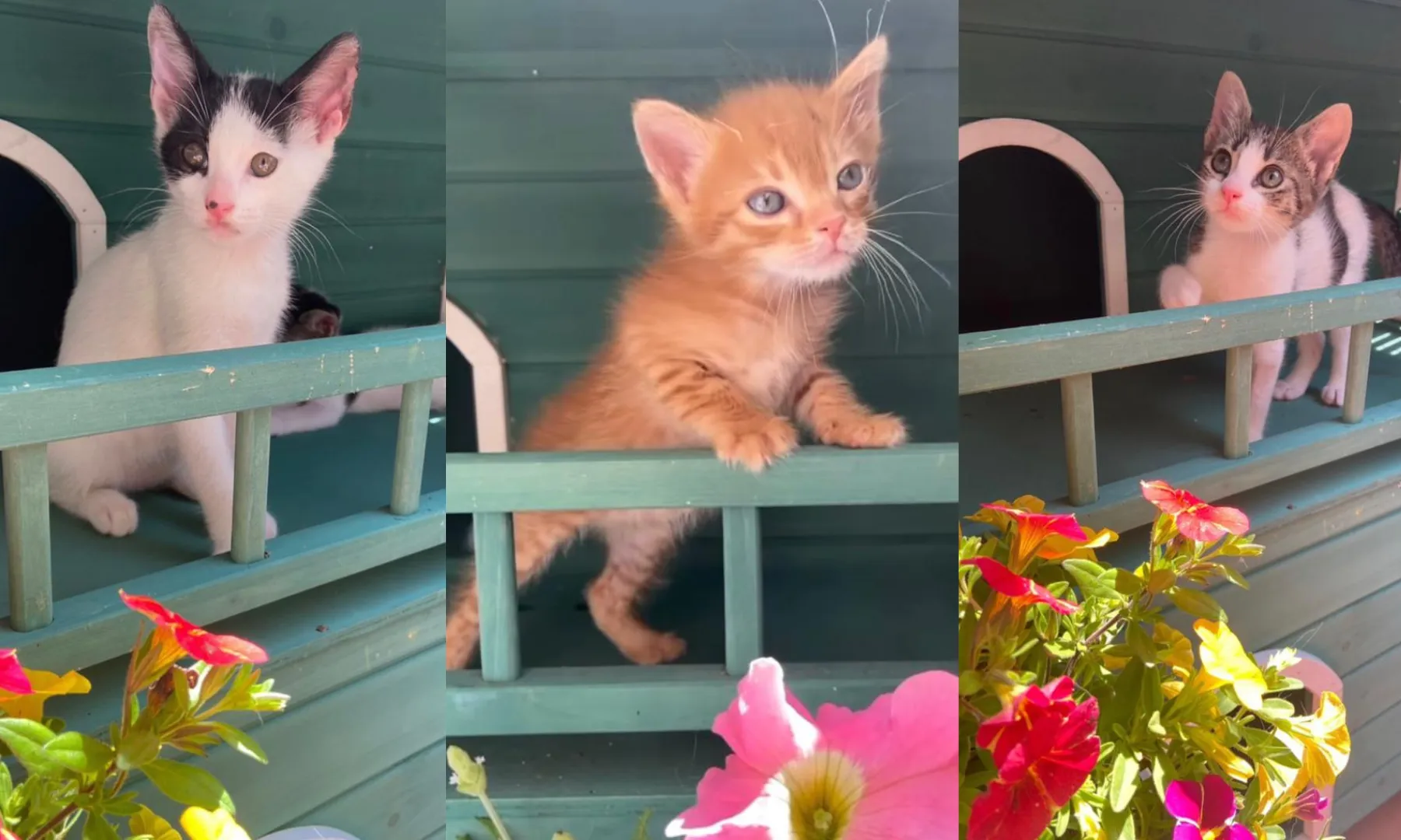 L’entitat s’encarrega de rescatar i aconseguir les millors famílies per als animals en situació de vulnerabilitat.