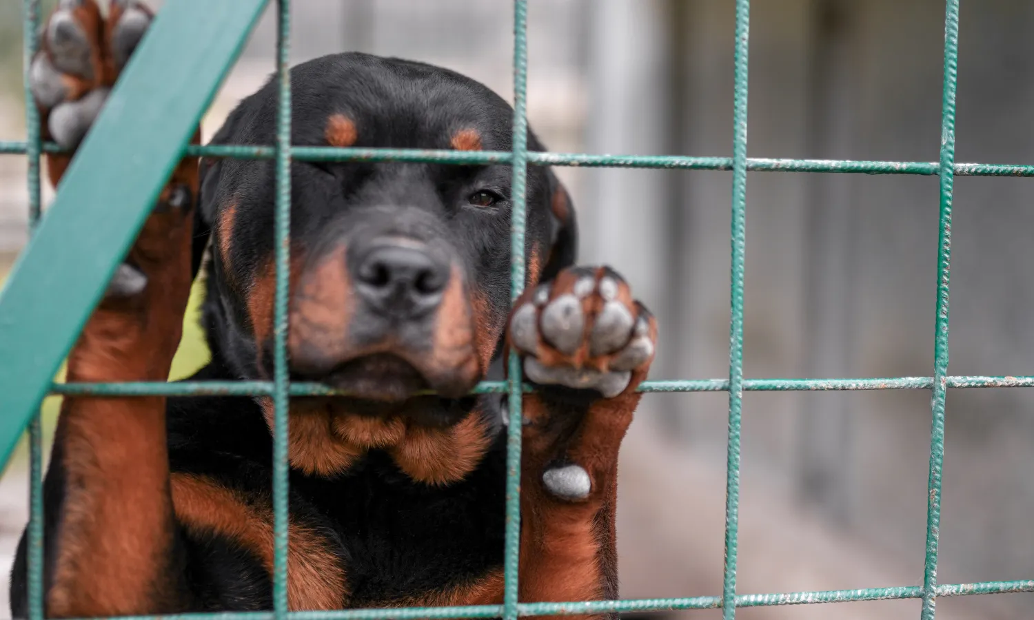 La nova llei de benestar animal vol aconseguir acabar amb el maltractament i l’abandonament dels animals.