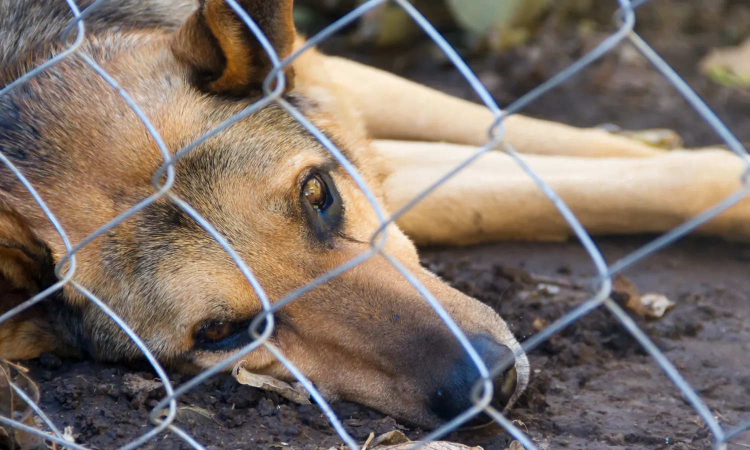 Segons el Ministeri de Drets Socials s’estimen quasi 300.000 abandonaments d’animals cada any. 