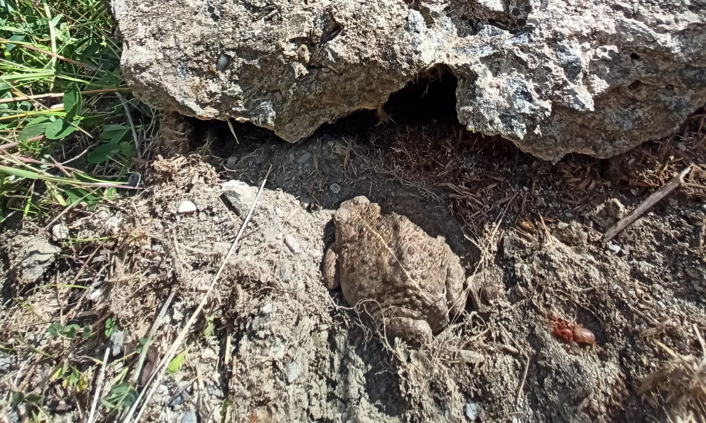 La Fundació Emys ha iniciat un estudi per conservar i protegir aquests hàbitats i analitzar el seu estat de salut.