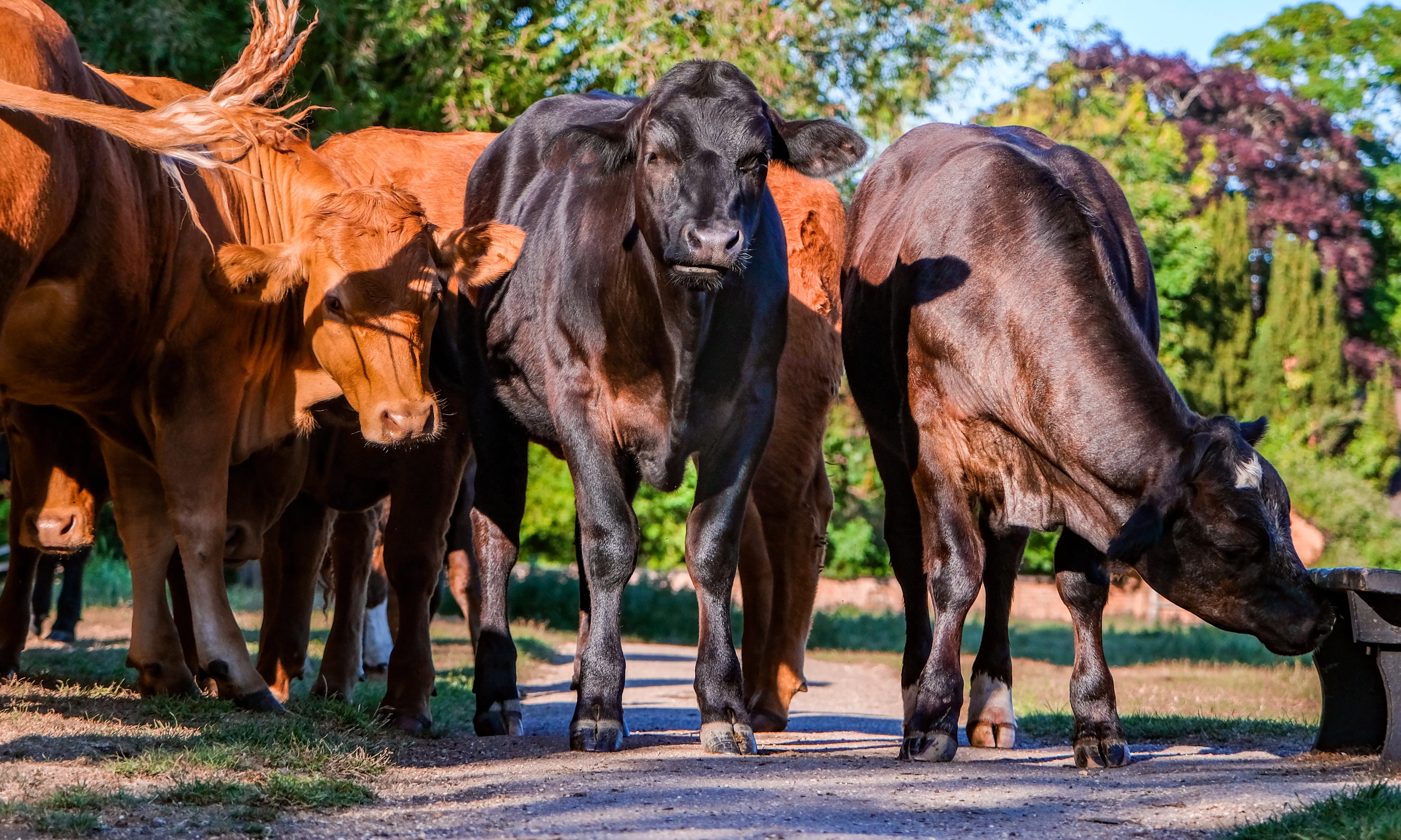 Compassion in World Farming i l'Eurogroup for Animals insten la Unió Europea a prohibir l'exportació d'animals vius cap a països fora de la comunitat.