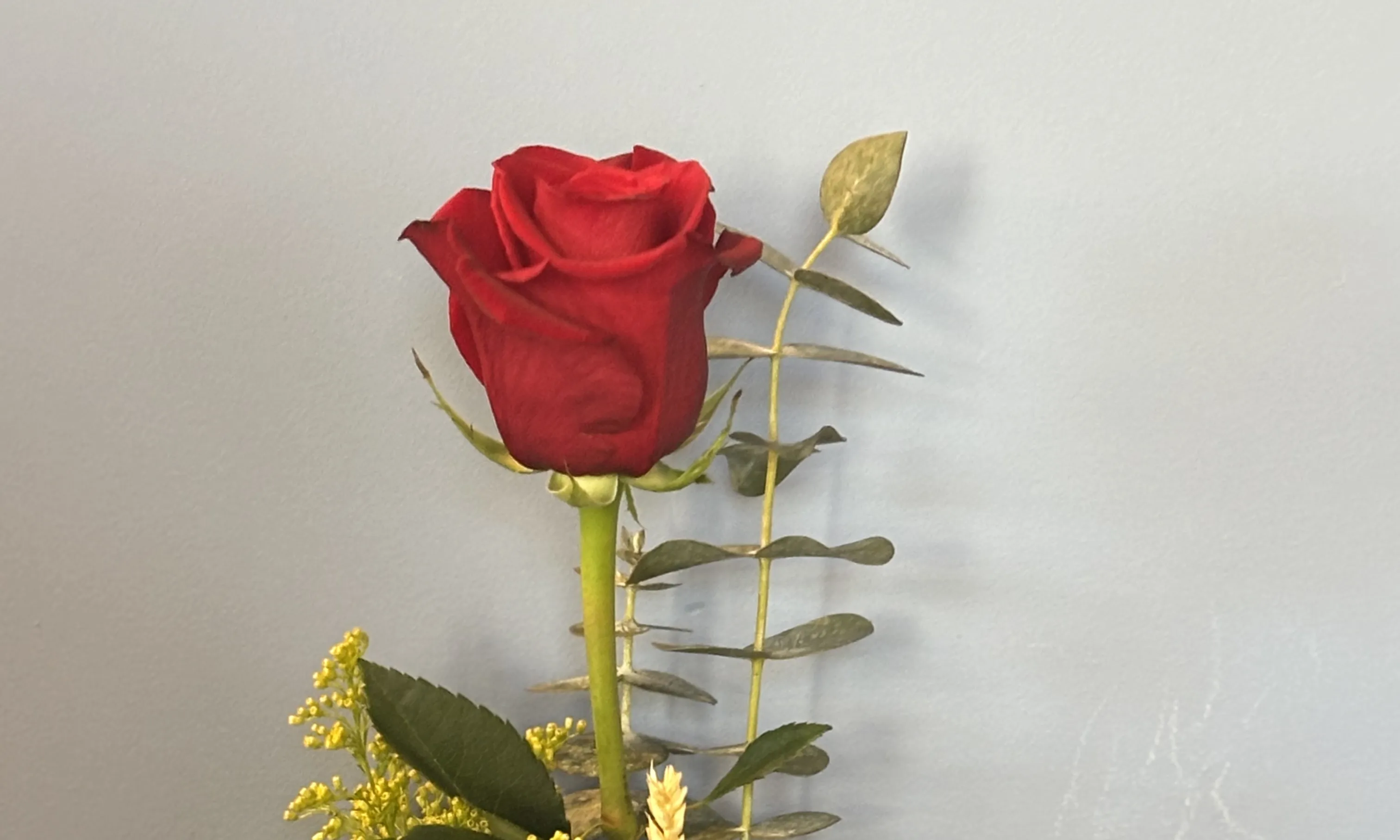 Els floristes aposten per consolidar la Rosa d’Autor.