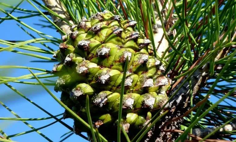 Pinya verda