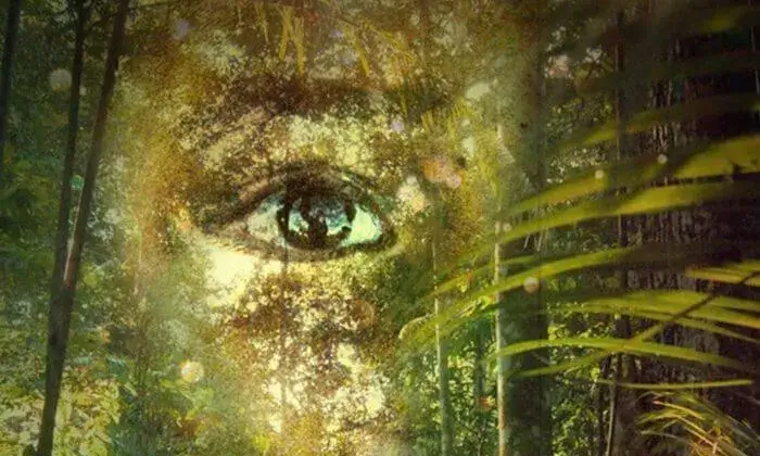 Fotograma de 'Echoes of the Rainforest', un dels curts documentals que es projectarà a la primera sessió de la Mostra. 