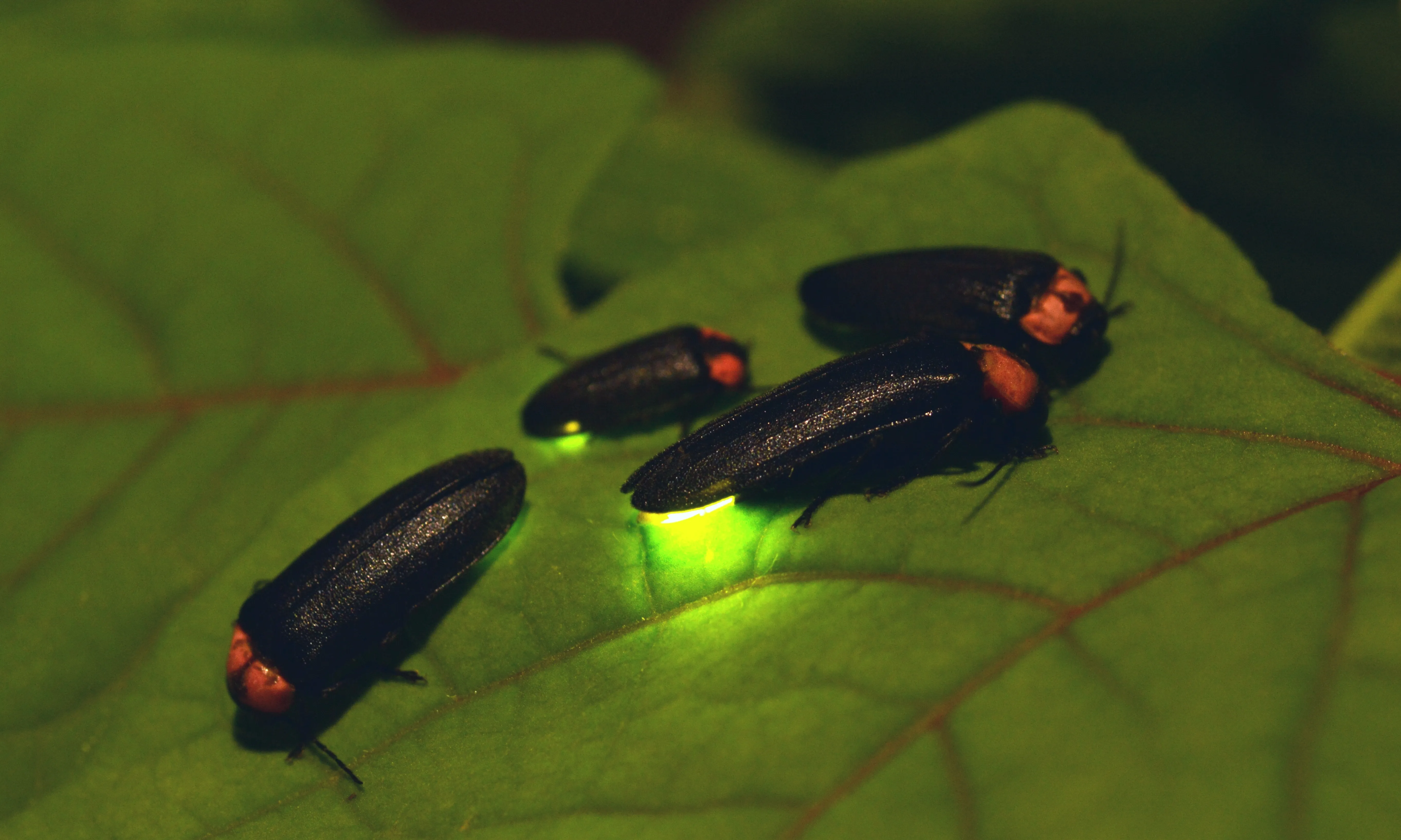 Una imatge de cuques de llum per representar l'activitat de cens de l'insecte.