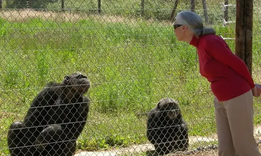 La Jane Goodall, durant la seva visita a la Fundació Mona.
