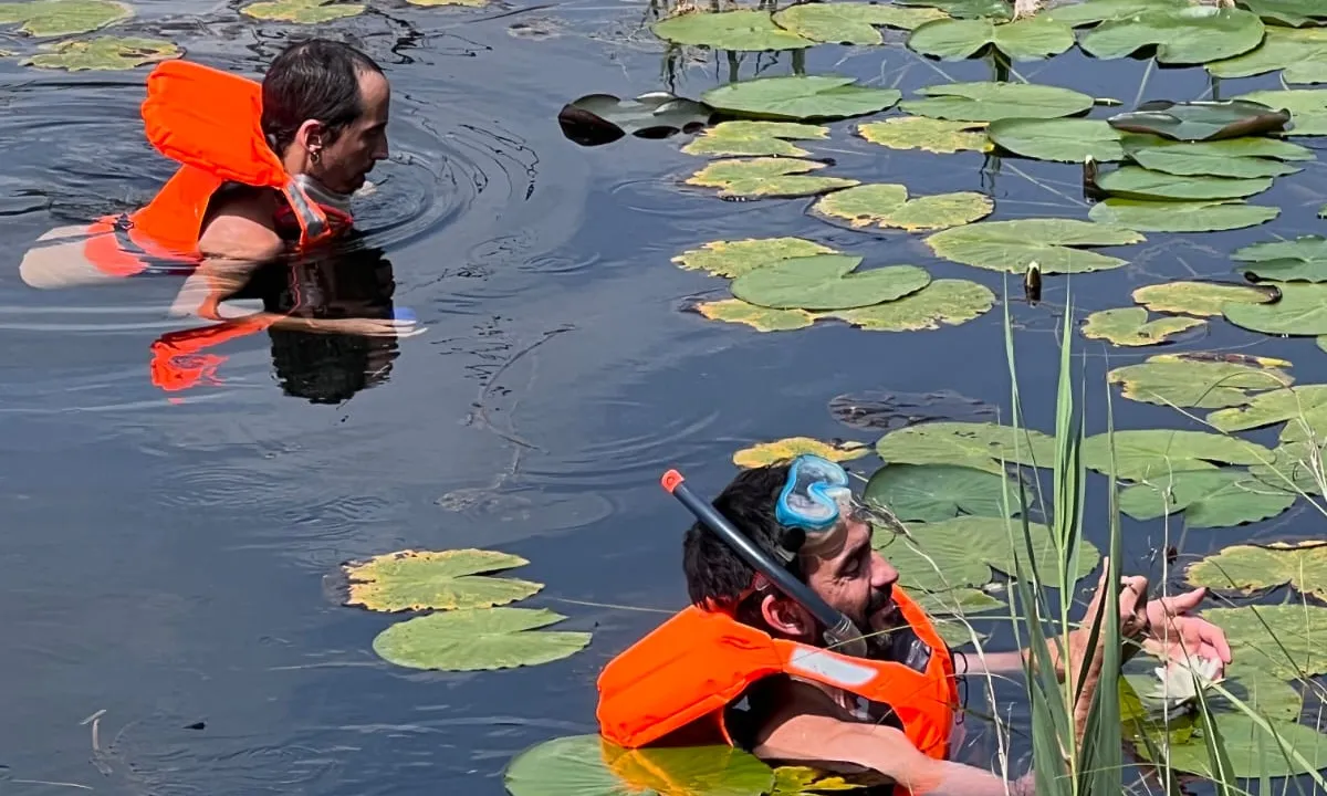 Treballs de pol·linització manual als nenúfars silvestres del Delta de l’Ebre.